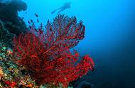 珊瑚：植物、矿物还是动物？揭秘其真实身份