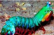 雀尾螳螂虾：硬壳的终极破坏者