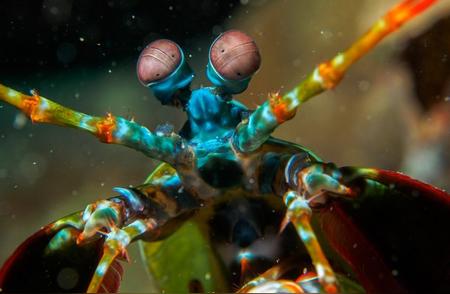 揭秘螳螂虾：海洋中的彩色宝藏