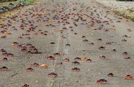 古巴街头出现大量螃蟹，车辆碾压引发关注，是大震前兆吗？