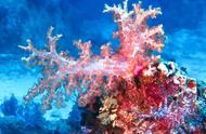 珊瑚：大自然的神奇之作
