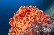 珊瑚：海洋中的植物还是动物？