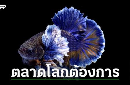 全球对泰国观赏鱼的需求激增，年出口额高达7亿铢！