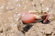 红钳蟹的独特魅力：随记分享