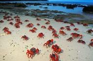 圣诞岛的红蟹：科学星球揭秘
