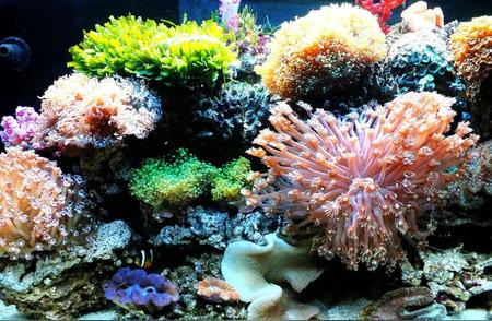 珊瑚：海底世界的建筑大师