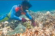 海底的珊瑚种植者