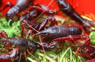 红螯小龙虾：生物多样性热点地区的入侵性水产养殖物种