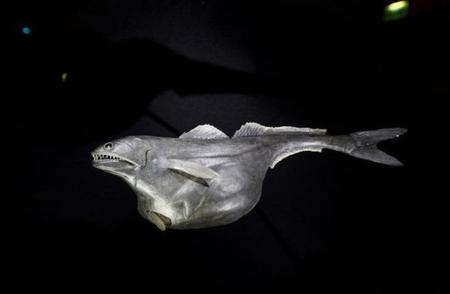 黑叉齿鱼：自然界最恐怖的吞食者，能吞噬比自己重10倍的猎物