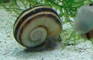 月光螺：一种美丽的观赏螺