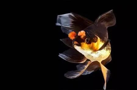 金鱼的璀璨世界：水族馆中的明星