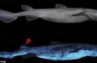 新西兰深海发现“巨型夜光鲨”，利用生物发光技巧捕食猎物