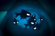 神秘生物图鉴：天青色灯眼鱼，它在盯着你！