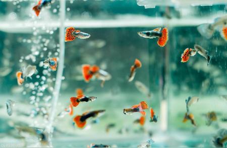 十大观赏鱼繁殖速度排行榜
