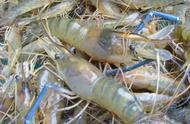 广东珠江惊现巨型蓝虾，专家称与印度有关