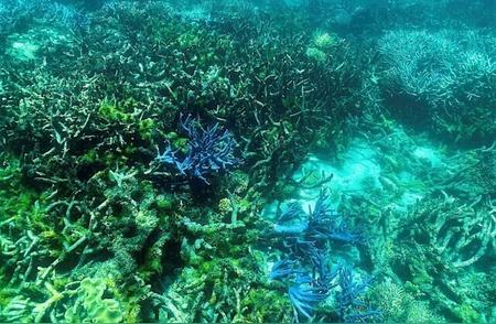 澳大利亚大堡礁遭遇“水下丛林大火”，珊瑚白化现象严重