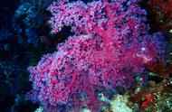 粉胭红玉珊瑚：第423天海洋生物特写