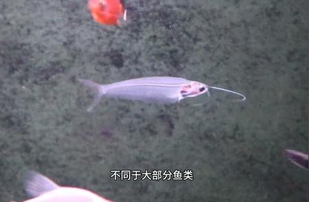 透明鱼：适合新手的看得见器官的宠物
