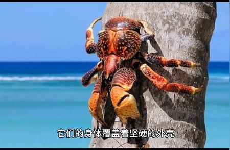 巨大椰子蟹：揭秘这种体型庞大的寄居蟹
