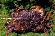 全球最致命的十种螃蟹：埋扇蟹的毒性堪比眼镜蛇