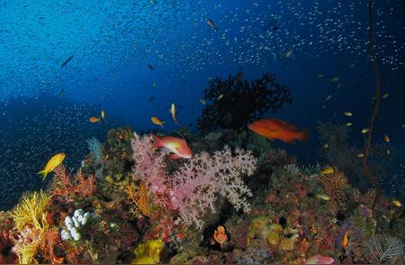 未来30年，珊瑚的命运会如何？