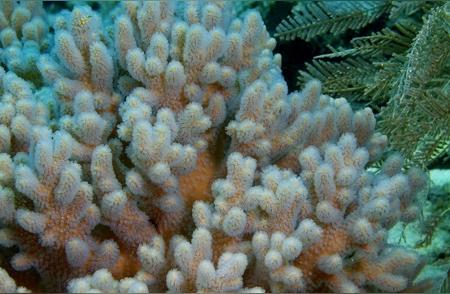 揭秘珊瑚的真实身份：它们居然是植物！