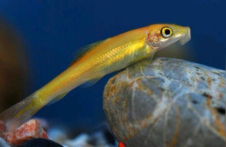 金苔鼠鱼：探索水下世界的奇特生物