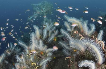 日本海域奇迹：珊瑚激增与热带鱼群的盛宴！