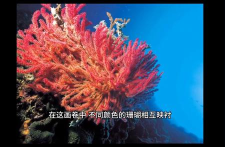 珊瑚颂歌：大自然的绚丽之作