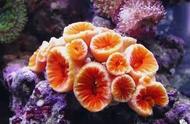 珊瑚健康问题解析：常见疾病及治疗策略