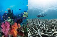 《自然》杂志：大堡礁珊瑚幼虫数量锐减89%，白化现象或成常态