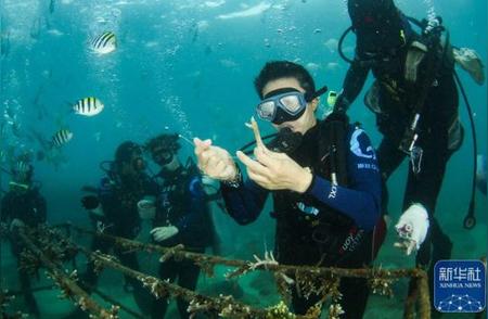三亚海南：新年新气象，种植珊瑚