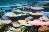 科学家揭示珊瑚变色之谜：压力下的神奇变化