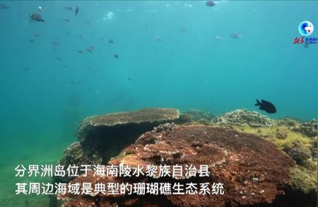 全球视角：海底的“造林行动”：珊瑚种植，守护海洋蓝