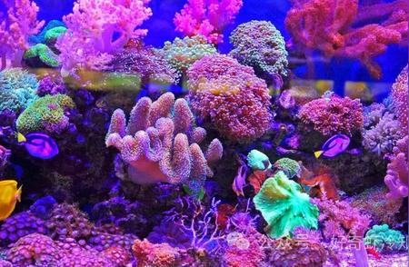 珊瑚的色彩来源：揭秘大自然的神奇之处