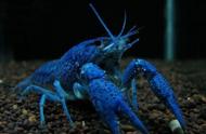 如何轻松饲养蓝魔虾，四步教你长到20厘米