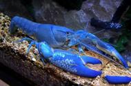 三种地球上的蓝魔虾变种：第一，观赏价值出众；第二，战斗力惊人