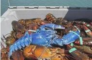 布列塔尼蓝龙虾：世界上最昂贵的美食之一