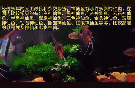 神仙鱼：热带鱼界的皇后
