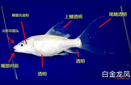 白金龙凤与蝴蝶鲤：揭秘它们之间的差异