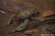 【动物王国全系列】探索螯虾下目：拟螯虾科的奥秘