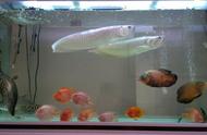 如何正确将银龙鱼放入家中的鱼缸？