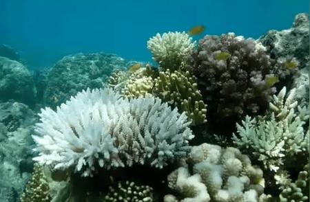 科学家在珊瑚中发现灾难性迹象，是否预示着“第六次生物大灭绝”？