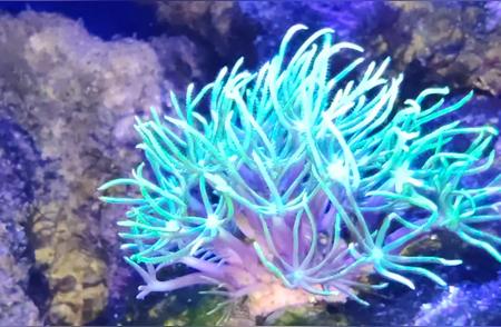 海缸珊瑚养殖：你最喜欢养的珊瑚是什么？