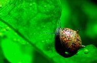 彩蛋螺：再也不怕螺爆缸的神奇生物