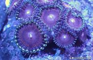四大有机宝石之一：探索珊瑚的神秘世界