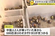中国夫妇在日本旅游时被捕，原因竟是抓了683只寄居蟹！