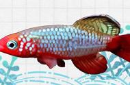 粉红佳人鳉鱼：养殖简单，色彩斑斓的观赏之选
