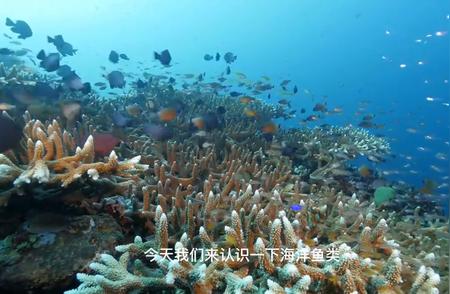 海洋鱼类种类一览