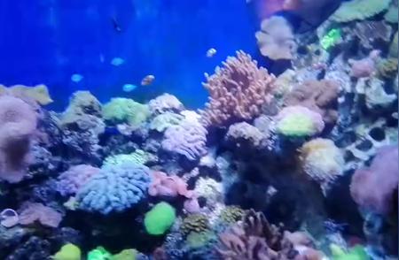 探索海底世界：珊瑚的神秘之旅🪸